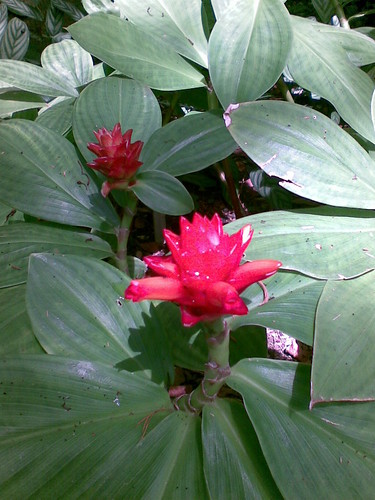 Red flowers 2