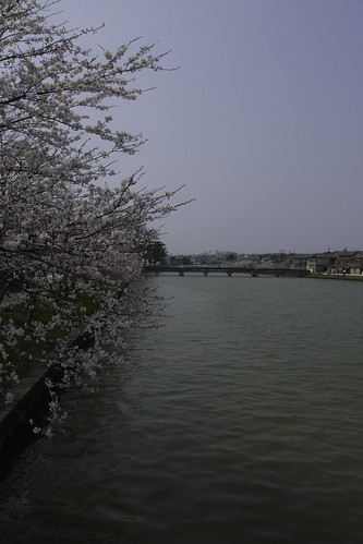 内野の桜 2