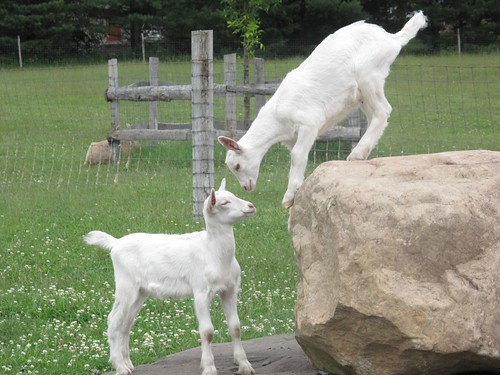 Reason #143: Baby goats are cute!