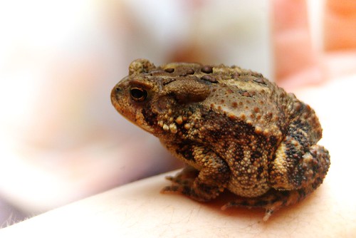 20090619toad006
