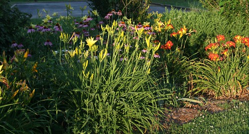 daylilies