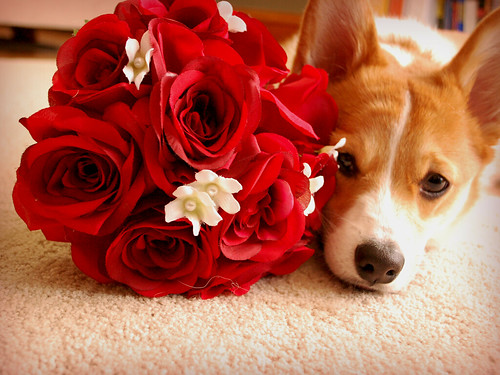 Happy Valentines Day From Gibson!