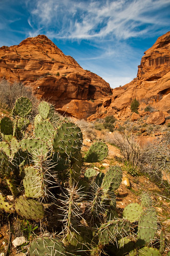 Red Cliffs cactus