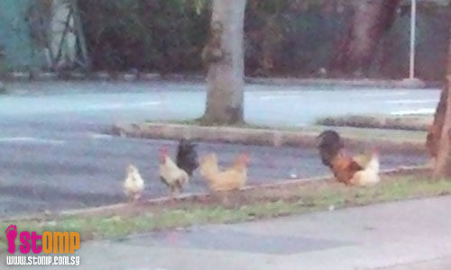 Chickens running free in Changi: Will they spread bird flu?