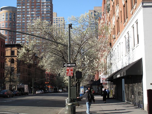 Flowering trees on the Upper West Side