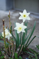 Flowers 2009-2111