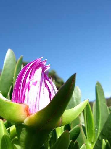 Flora on Kawau Island, New Zealand