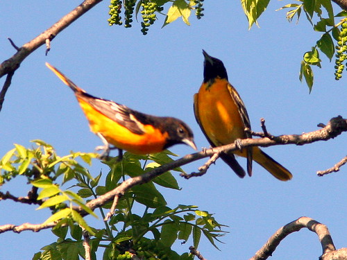 Male Orioles Interacting 20090518