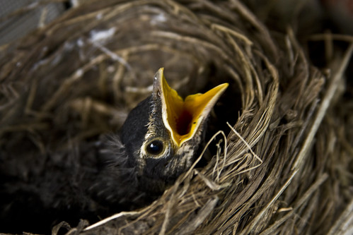 Robin's Nest (Young robin A)