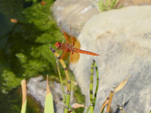 Dragonfly closeup 2