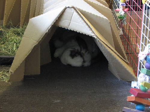 betsy flopped in her tunnel