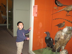 Owen and the pheasant
