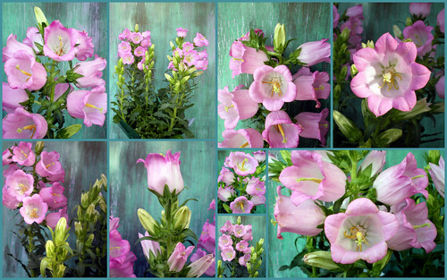 Pink Bellflower Collage