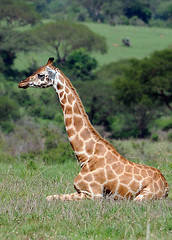 Giraffe, Murchison Falls NP, Uganda