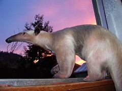 Sunset Anteater