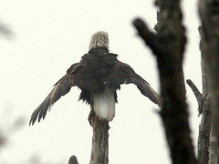 Eagle Drying Wings