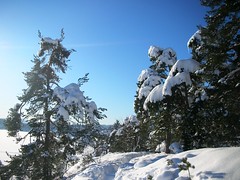 Snowy Winter Day in Norway #12