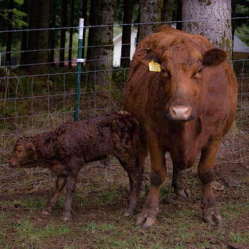 New Red Calf