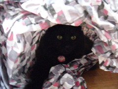 Huggy Bear hiding in the packing paper