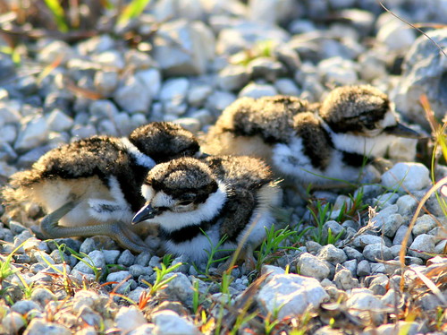 Three Kildeer Chicks 20090416