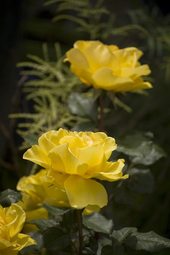 Rose 'Yellow Jacket'