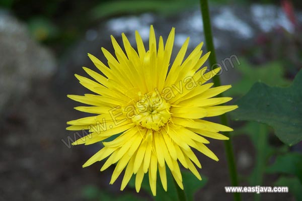 Jampit Garden Flower - Bondowoso 