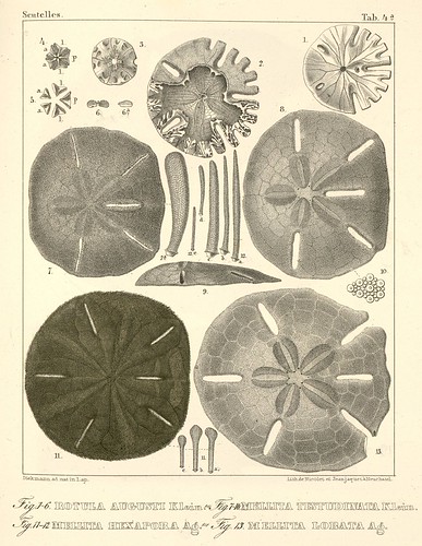 Mellita + Rotula echinoderm species illustrations