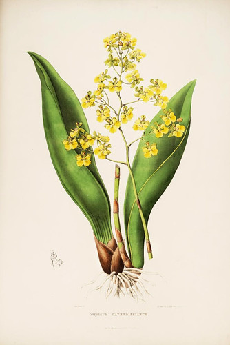 001- Orquideas de Mexico y Guatemala 1
