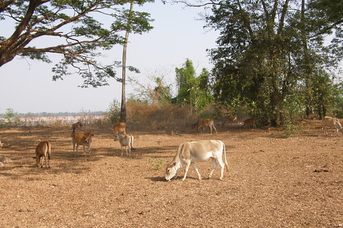 48.寮國的牛都很瘦