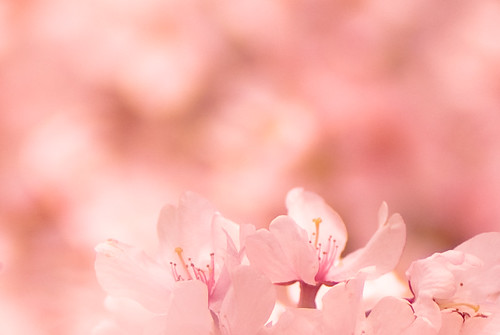 sakura  light pink