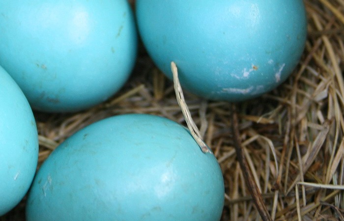 04-28-eggs