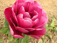 Tulips - Skagit