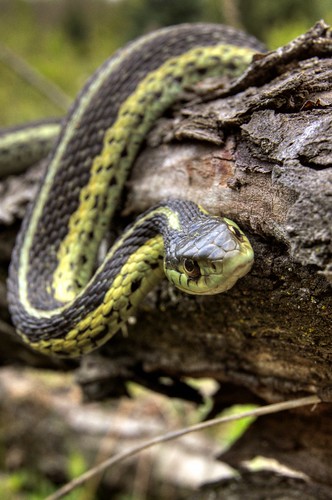 rexburg idaho snake house. The Best Garter Snake Photos
