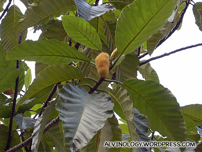 What is this durian-like fruit? - Alvinology