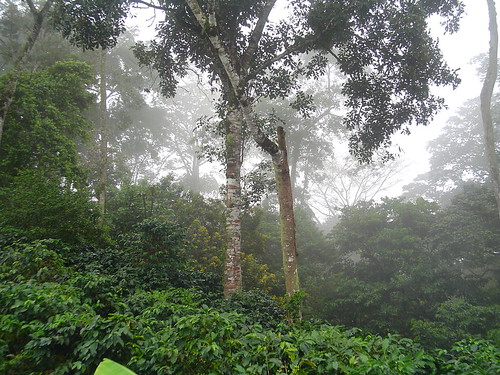Shade grown coffee bushes in the cloud forest