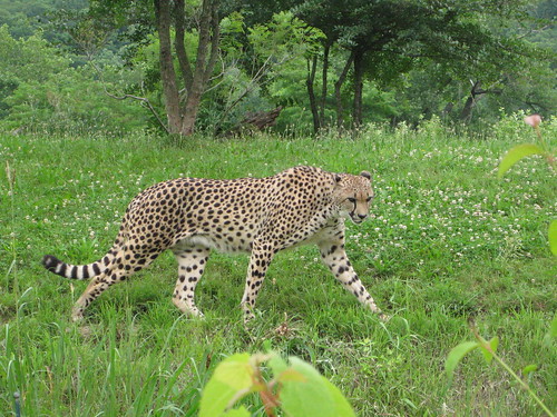 Prowling cheetah