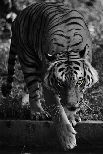 Kuala Lumpur 2011 - Zoo Negara (16)