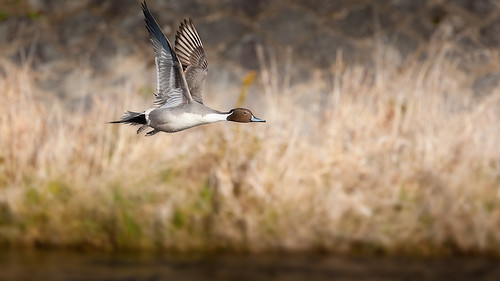 20090125-pintail duck4