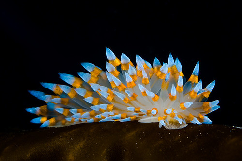 underwater macro photography of a nudibranch