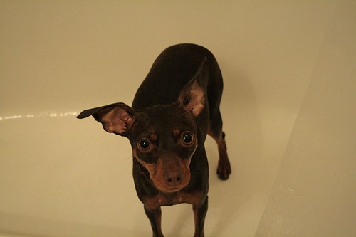Poochie Bath Time!