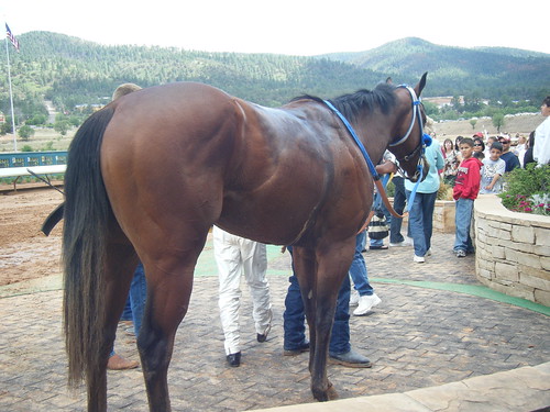 Horse #6 @ Ruidoso NM