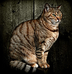 443Cat on Black by I Am Not I, on Flickr