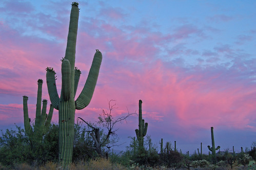 Saguaro Sunset 38/365