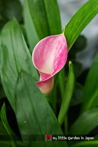 blooming-calla-lily