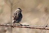 The Daily Bird: Song Sparrow