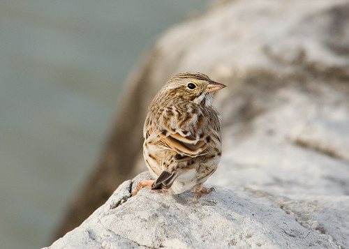 Savannah Sparrow (Ispwich race)