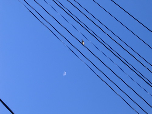 bird, wires, moon