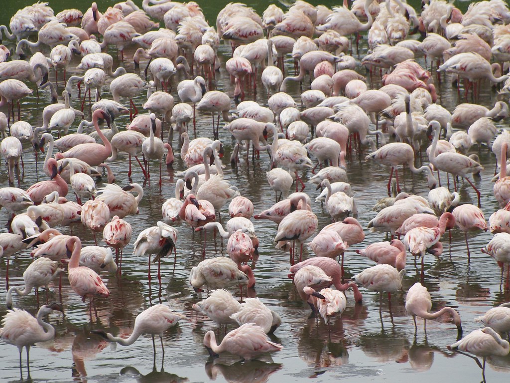 Octavo día - Parque Nacional Arusha - Regreso  - En busca de la gran migración (7)