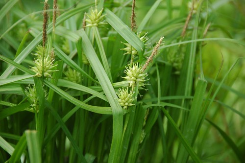 Carex grayi, Bur Sedge
