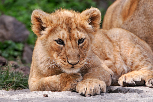 フリー画像 動物写真 哺乳類 ライオン フリー素材 画像素材なら 無料 フリー写真素材のフリーフォト